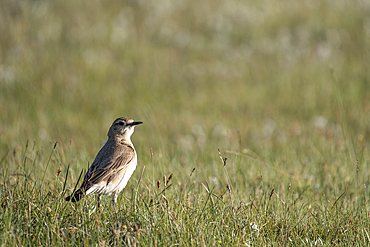 A photo of a bird, Kyrgyzstan.