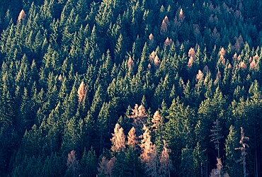 Larch and spruce forest with larches turning yellow in autumn, Trentino-Alto Adige, Italy, Europe