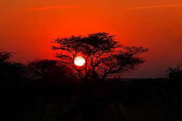 Sunrise sun framed by a tree silhouette, Namibia, Africa