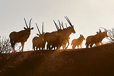 Silhouette of a pack of eland (Taurotragus oryx), Namibia, Africa