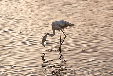 Flamingo in the water, Walvis Bay, Namibia, Africa