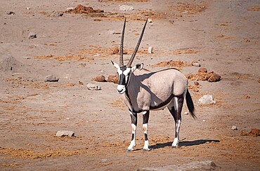 Lonely Eland in Etosha National Park, Namibia, Africa