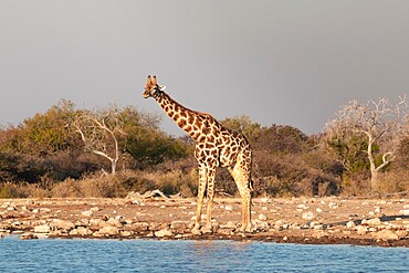 Giraffe (Giraffa camelopardalis) standing near a water pond, Etosha National Park, Namibia, Africa