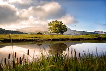 Sunrise on a lonely bent tree reflected in a mountain lake on Cusna mountain, Cusna Mountain, Appenines, Emilia Romagna, Italy, Europe