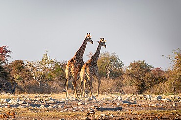 Two giraffes (Giraffa camelopardalis) near a waterhole, side view, Etosha National Park, Namibia, Africa