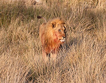 Male lion (Panthera leo) standing in the savannah, Etosha National Park, Namibia, Africa