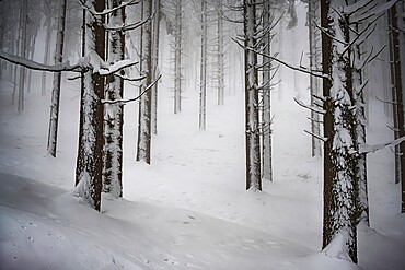 A foggy day in a wood covered by snow, Parco Regionale del Corno alle Scale, Emilia Romagna, Italy, Europe