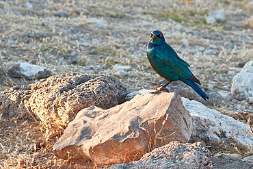 Cape glossy starling (Lamprotornis nitens) on a rock, Etosha National Park, Namibia, Africa