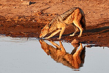 Reflection of a jackal (Canis lupaster) drinking in a waterhole at sunrise, Etosha National Park, Namibia, Africa