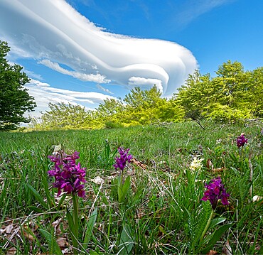 Lenticular clouds and wild orchids on Cusna mountain, Cusna mountain, Appenines, Emilia Romagna, Italy, Europe