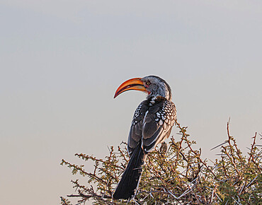 Hornbill (Tockus monteiri) on an acacia tree, Etosha National Park, Namibia, Africa