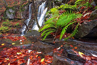 Fern and waterfalls, Dardagna Waterfalls, Parco Regionale del Corno alle Scale, Emilia Romagna, Italy, Europe