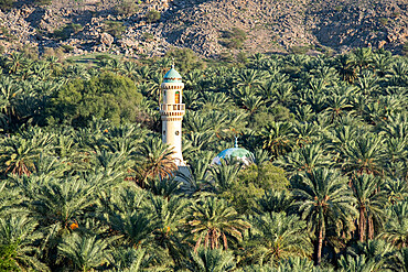 A minaret and a mosque in the middle of a palm oasis, Oman, Middle East