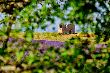 A ruin and lavender field framed by tree branches, Valensole, Provence, France, Europe