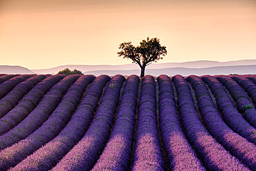 Lonely tree on top of a lavender field at sunset, Valensole, Provence, France, Europe