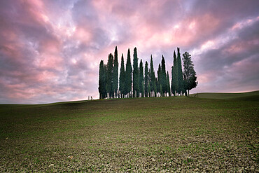 Torrenieri cypresses in Val d'Orcia with a pink sunrise, Val d'Orcia, UNESCO World Heritage Site, Tuscany, Italy, Europe