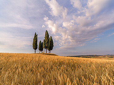 Wheat field with a group of cypress trees in the middle, Val d'Orcia, Tuscany, Italy, Europe