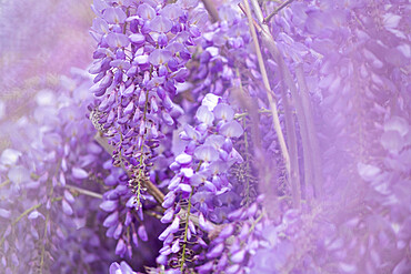 Wisteria blossom, Emilia Romagna, Italy, Europe