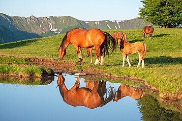 Mother horse (mare) with her foal reflected in a small lake, Emilia Romagna, Italy, Europe