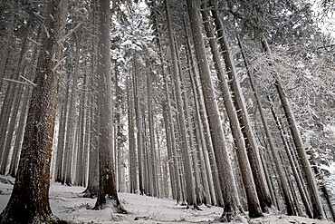 Trees covered by fresh pristine snow, Emilia Romagna, Italy, Europe