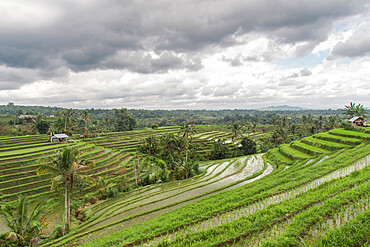 Flooded rice terraces of Jatiluwih on a cloudy day, Bali, Indonesia, Southeast Asia, Asia