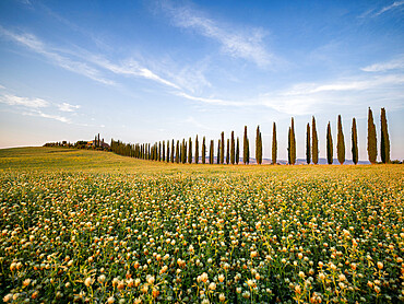 Tree-lined avenue of Poggio Covili and a flowery field, Val d'Orcia, UNESCO World Heritage Site, Tuscany, Italy, Europe