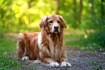 Brown hovawart dog laying on the ground in a wood, Italy, Europe