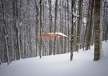 Last autumn leaves on a tree after a snow storm, Parco Regionale del Corno alle Scale, Emilia Romagna, Italy, Europe