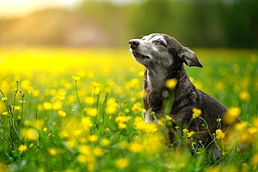 Small dog sunbathing in a field of yellow flowers, Italy, Europe