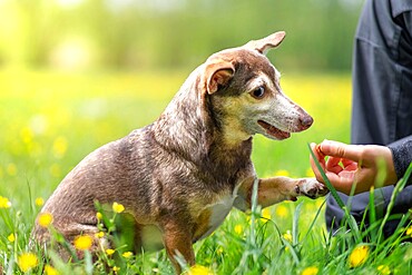 Small dog and his owner playing with a treat in a field of yellow flowers, Italy, Europe