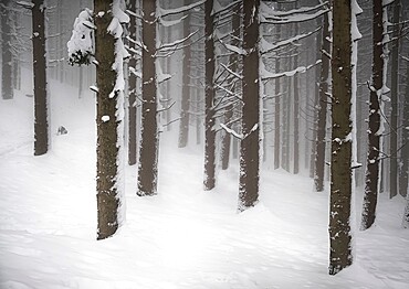 A foggy day in a wood covered by snow, Parco Regionale del Corno alle Scale, Emilia Romagna, Italy, Europe