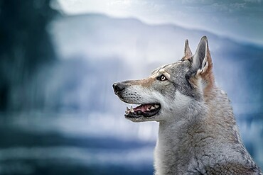 Czechoslovak Wolfdog portrait looking to the left edited in blue colors, Italy, Europe