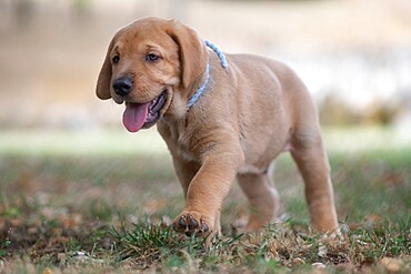 Broholmer dog breed puppy with a light blue collar walking on the grass, Italy, Europe