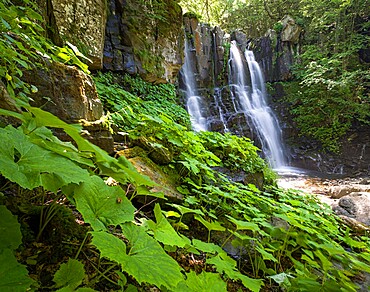 Acquatic plants at Dardagna waterfalls in summer, Parco Regionale del Corno alle Scale, Emilia Romagna, Italy, Europe