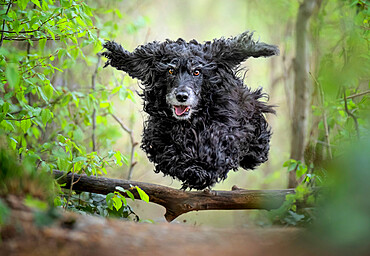 Black Cocker Spaniel dog running and jumping over a stick in the woods, Italy, Europe