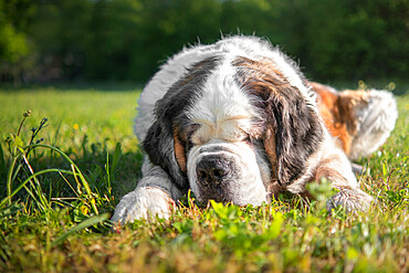 Saint Bernard dog breed lying on the grass at sunrise, Italy, Europe