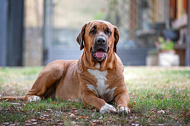 Broholmer brown dog breed lying on the grass and looking into camera, Italy, Europe