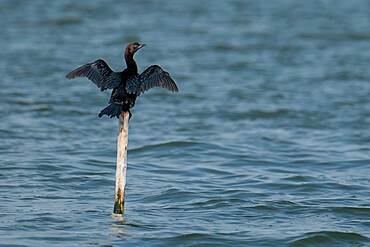 Phalacrocorax carbo (cormorant) standing on a pole drying his wings at the sun, Parco del Delta del Po, Emilia Romagna, Italy, Europe