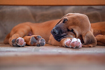 Broholmer dog breed puppy sleeping with his head over a paw, Italy, Europe