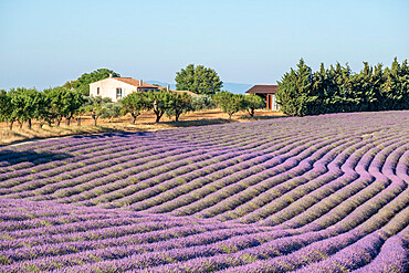 Sinuous lavender lines in a field, Plateau de Valensole, Provence, France, Europe