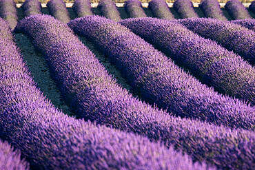 Lavender lines in a field, Plateau de Valensole, Provence, France, Europe