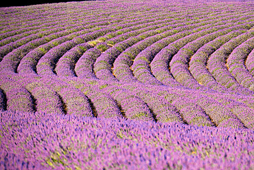 Lavender lines in a field, Plateau de Valensole, Provence, France, Europe