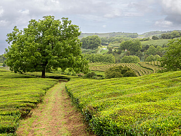 Path leading toward a big nut tree in the middle of the tea plantation Cha Gorreana in Sao Miguel, Azores Islands, Portugal, Atlantic