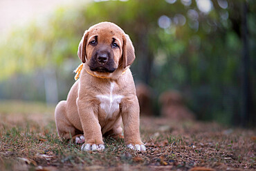 Broholmer breed puppy sitting and looking into camera, Italy, Europe