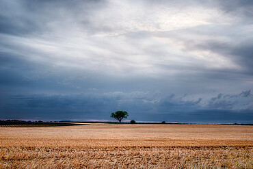 Lonely tree at the end of a harvested crop field with a cloudy sky, Plateau de Valensole, Provence, France, Europe