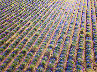 Aerial view of lavender bushes in Provence, France, Europe