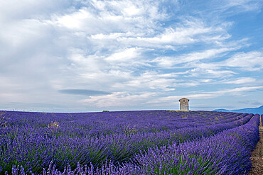 Small tower in a lavender field under a blue cloudy sky, Plateau de Valensole, Provence, France, Europe