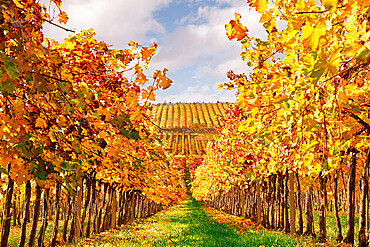 Yellow vineyards, converging lines from a low angle point of view, Italy, Europe