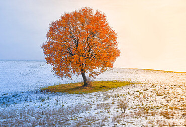 An oak tree with orange leaves in the middle of a snow covered field, Italy, Europe