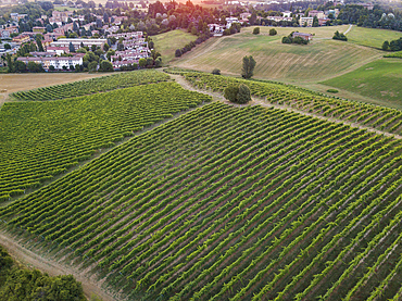 Aerial view of Italian vineyards at sunrise, Valsamoggia, Emilia-Romagna, Italy, Europe